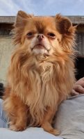 CareOfCanis CareOfCanis