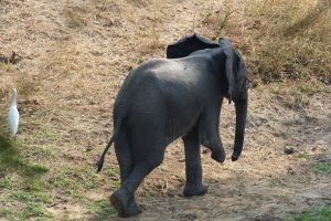 bedrohteWildtiere bedrohteWildtiere